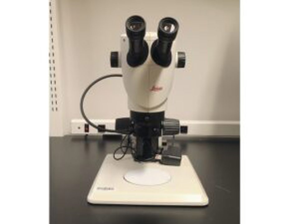 Stereozoom S9E : 26021